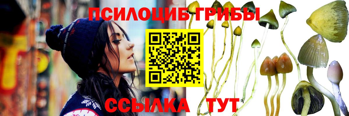 Псилоцибиновые грибы Psilocybe  Вход с VPN  Киселёвск 